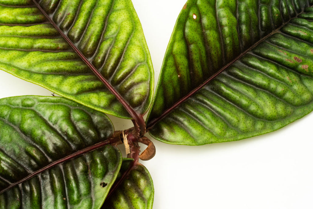 Ardisia Tricolor Rare Terrarium Vivarium House Plant
