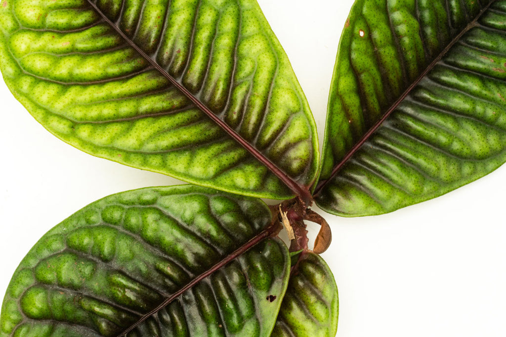 Ardisia Tricolor Rare Terrarium Vivarium House Plant