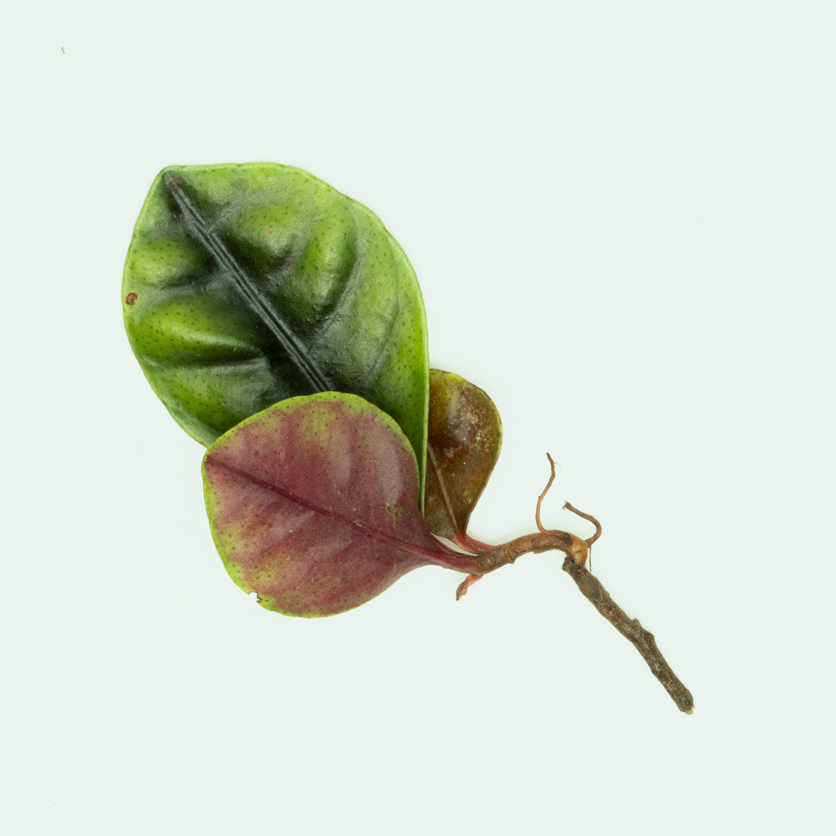 ardisia indoor plant Ardisia Tricolor Rare Terrarium Vivarium House Plant – Glass Aqua