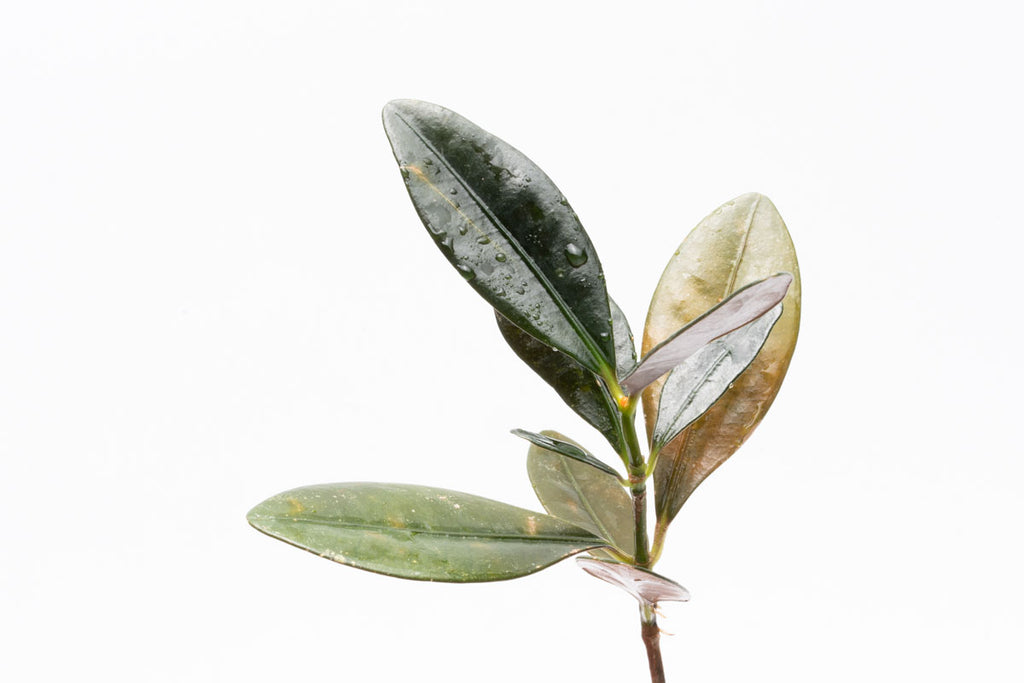 Ardisia Black Type 2 Rare Terrarium Vivarium House Plant