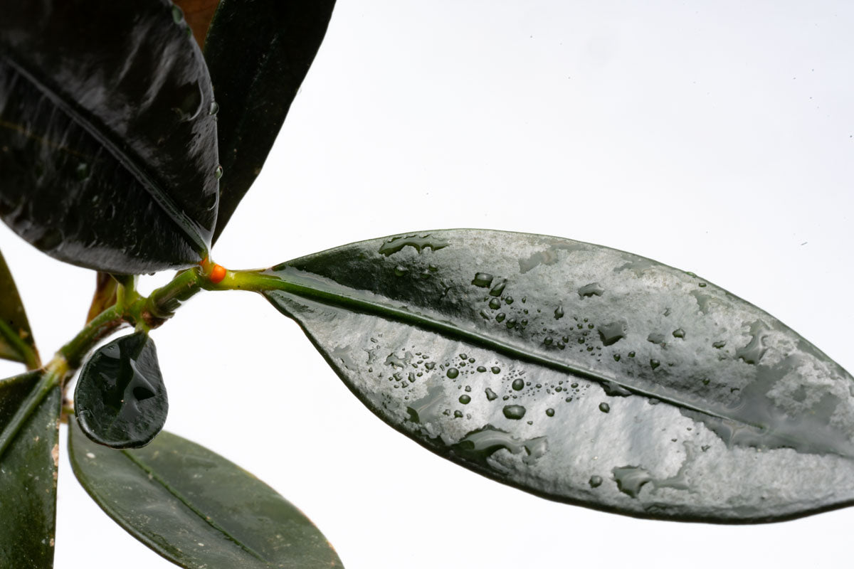 Ardisia Black Type 2 Rare Terrarium Vivarium House Plant