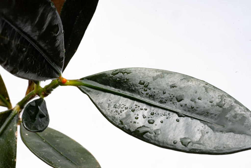 Ardisia Black Type 2 Rare Terrarium Vivarium House Plant