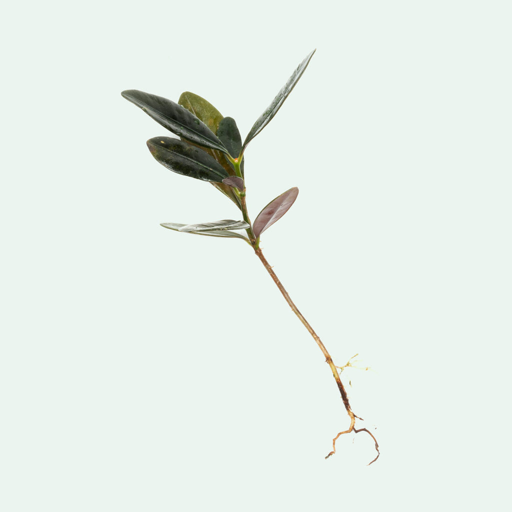 Ardisia Black Type 2 Rare Terrarium Vivarium House Plant