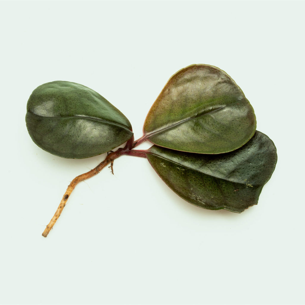 Ardisia Sp Green Rare Terrarium Vivarium House Plant