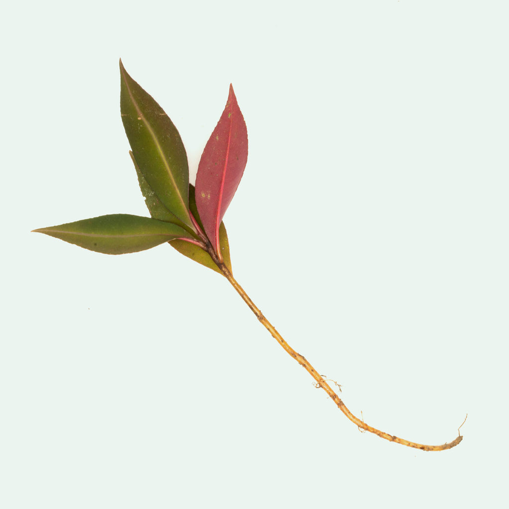 Ardisia Sp Pink Line Rare Terrarium Vivarium House Plant