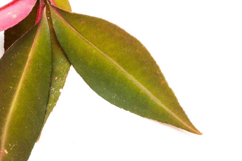 Ardisia Sp Pink Line Rare Terrarium Vivarium House Plant