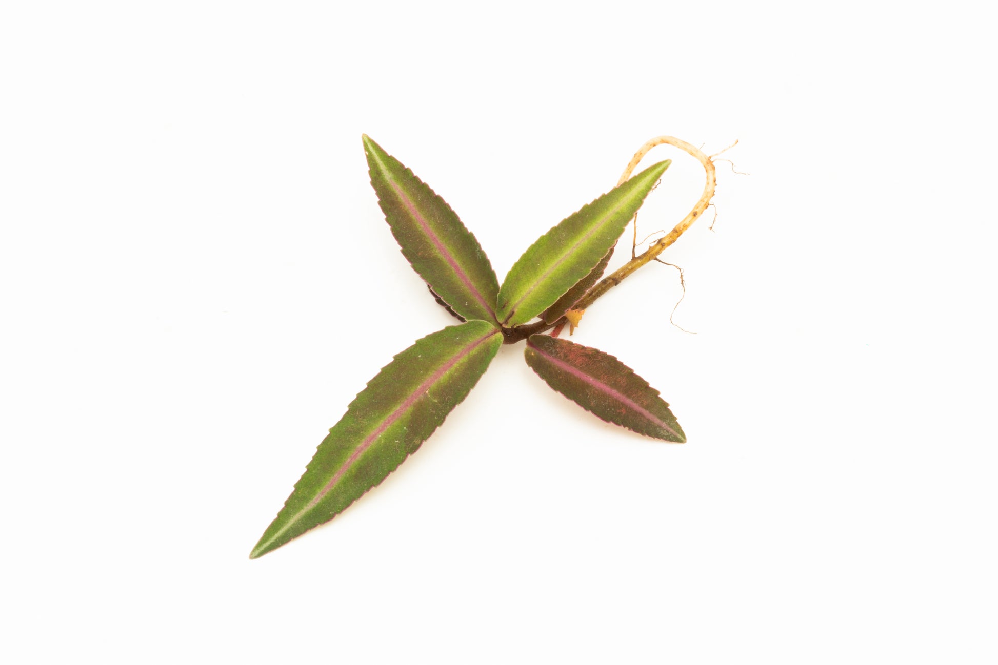 Ardisia Sp Pink Line Type 1 Rare Terrarium Vivarium House Plant
