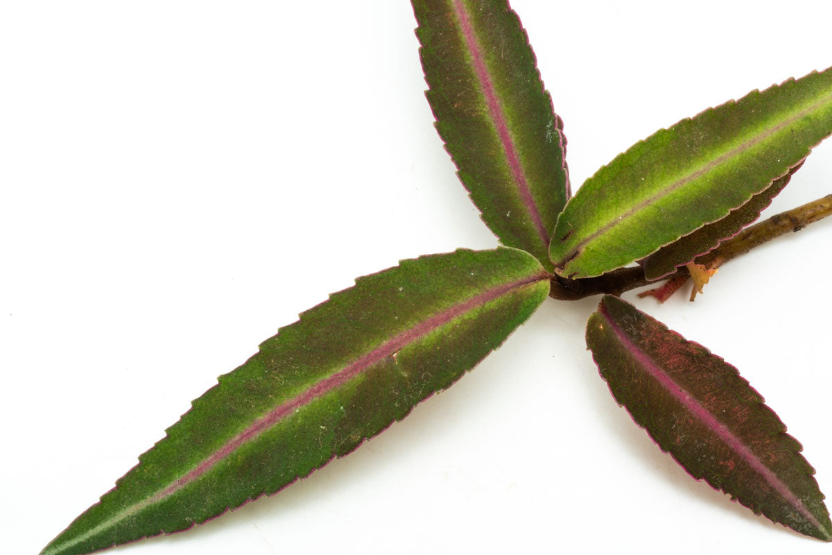Ardisia Sp Pink Line Type 1 Rare Terrarium Vivarium House Plant