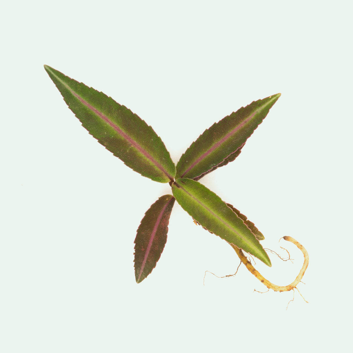 Ardisia Sp Pink Line Type 1 Rare Terrarium Vivarium House Plant