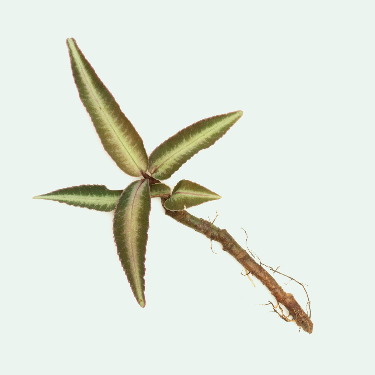 Ardisia Sp Pink Line Type 2 Rare Terrarium Vivarium House Plant