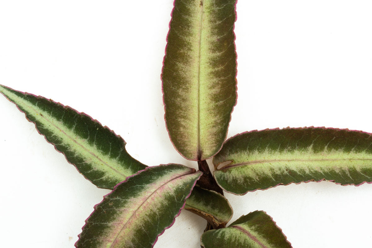Ardisia Sp Pink Line Type 2 Rare Terrarium Vivarium House Plant