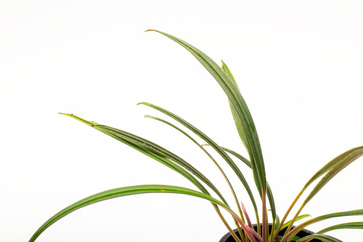 Shop Aridarum Narrow Aquatic Plants - Glass Aqua