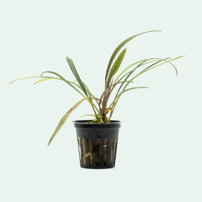 Shop Aridarum Narrow Aquatic Plants - Glass Aqua