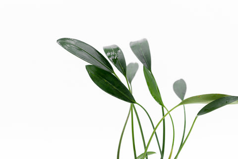 Shop Aridarum Caulescens White Fang Aquatic Plants - Glass Aqua