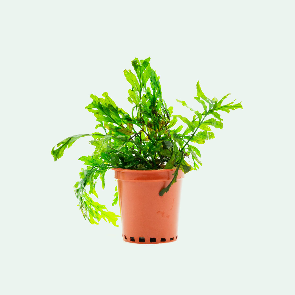 Shop Bolbitis Heudelotii Aquatic Plants - Glass Aqua