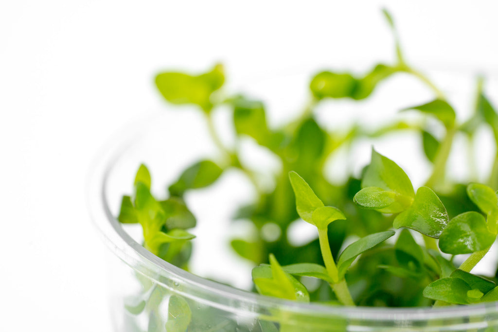 Shop Bacopa Amplexicaulis Aquatic Plants - Glass Aqua