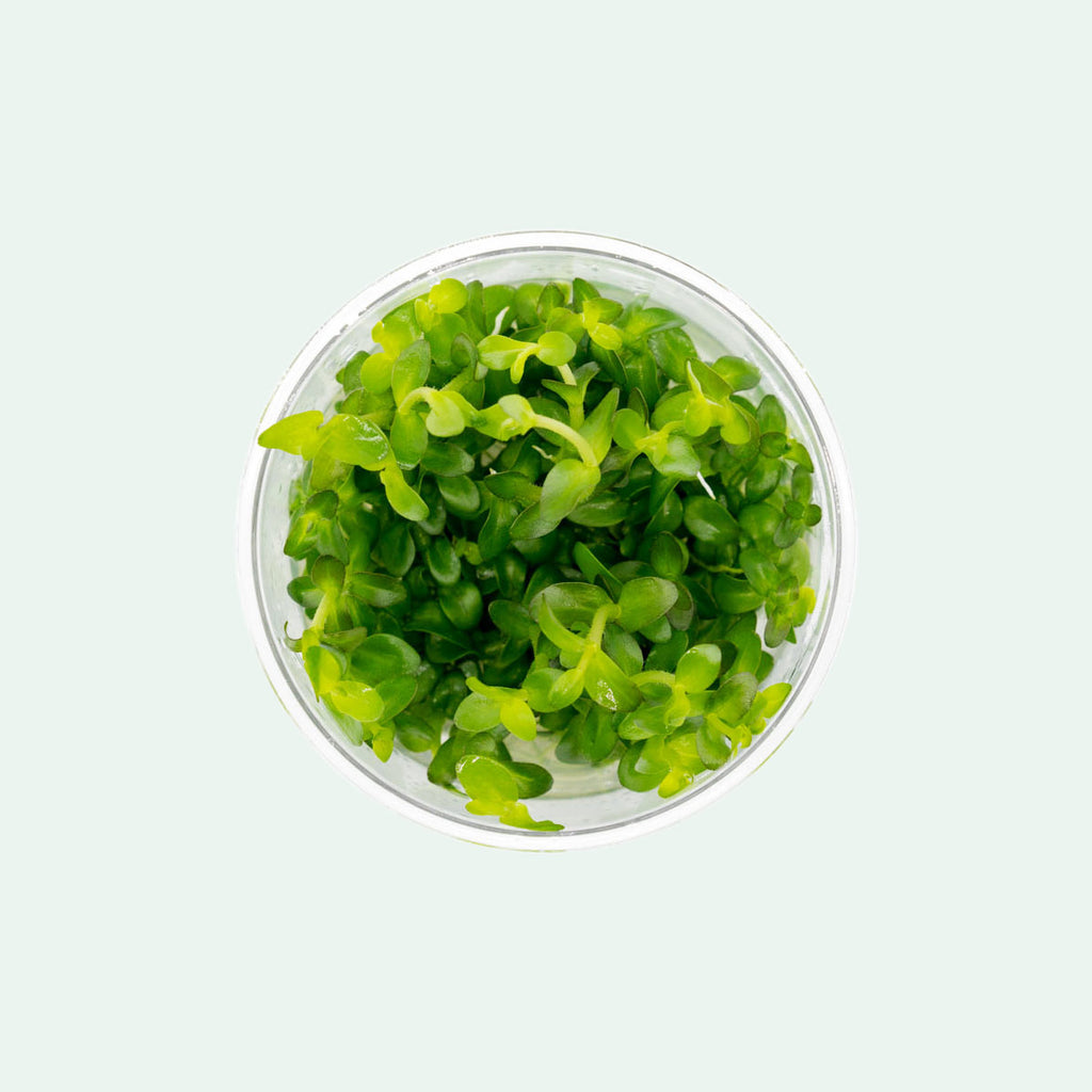 Shop Bacopa Amplexicaulis Aquatic Plants - Glass Aqua