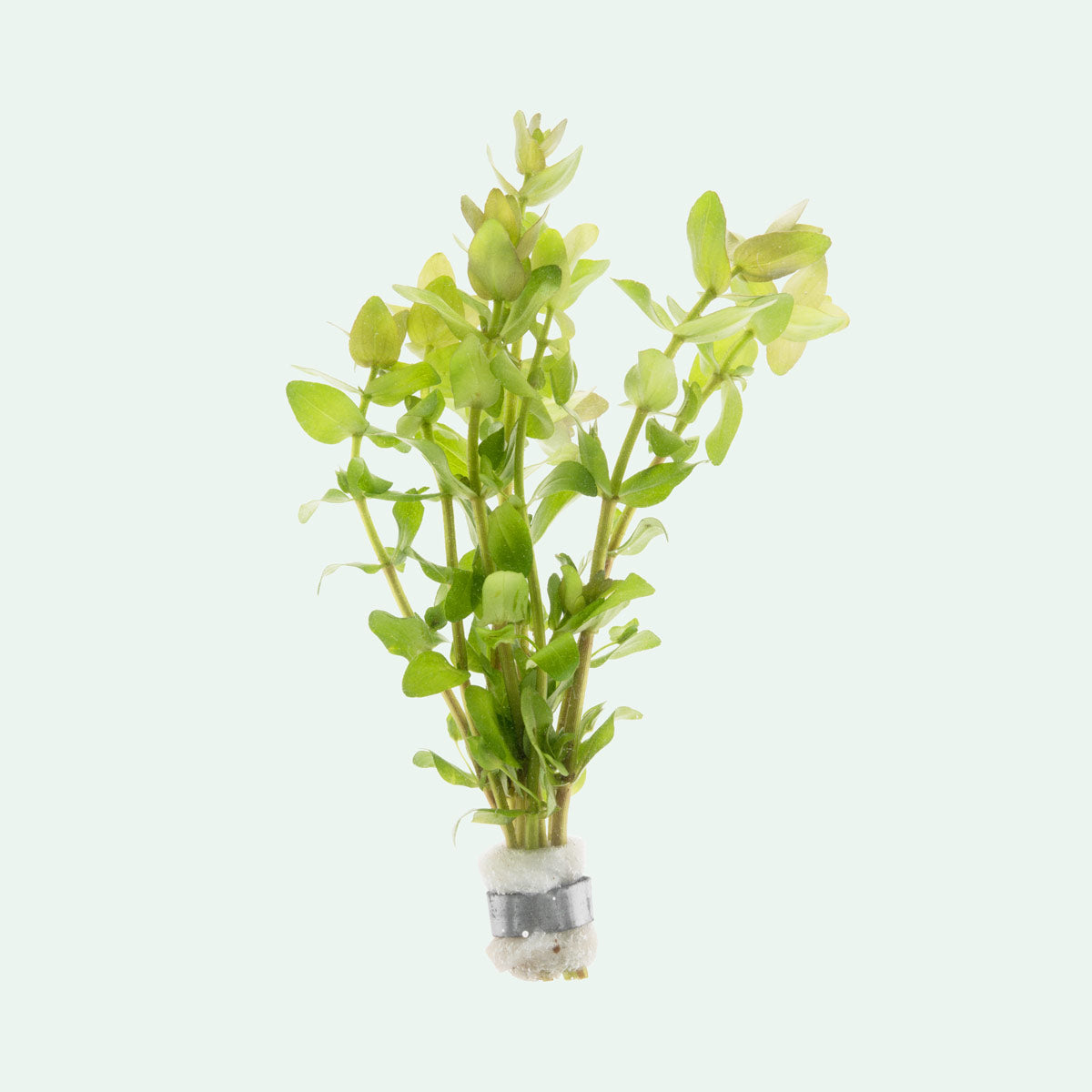 Bacopa Caroliniana - Glass Aqua