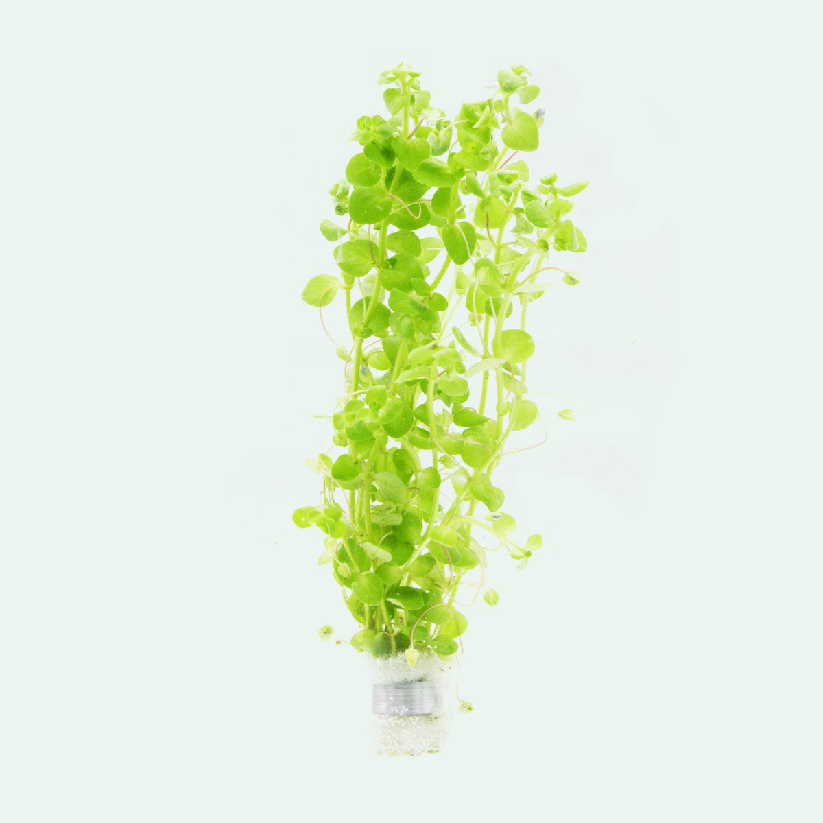 Shop Bacopa Australis Aquatic Plants - Glass Aqua