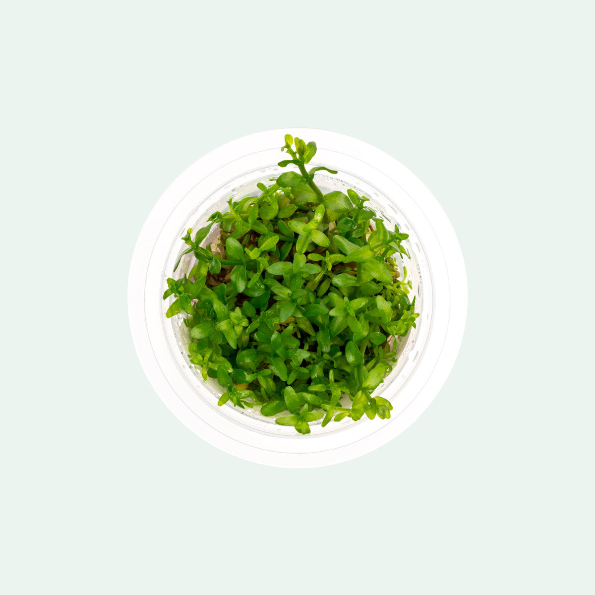 Bacopa Caroliniana Tissue Culture Aquarium Plant for Planted Tank