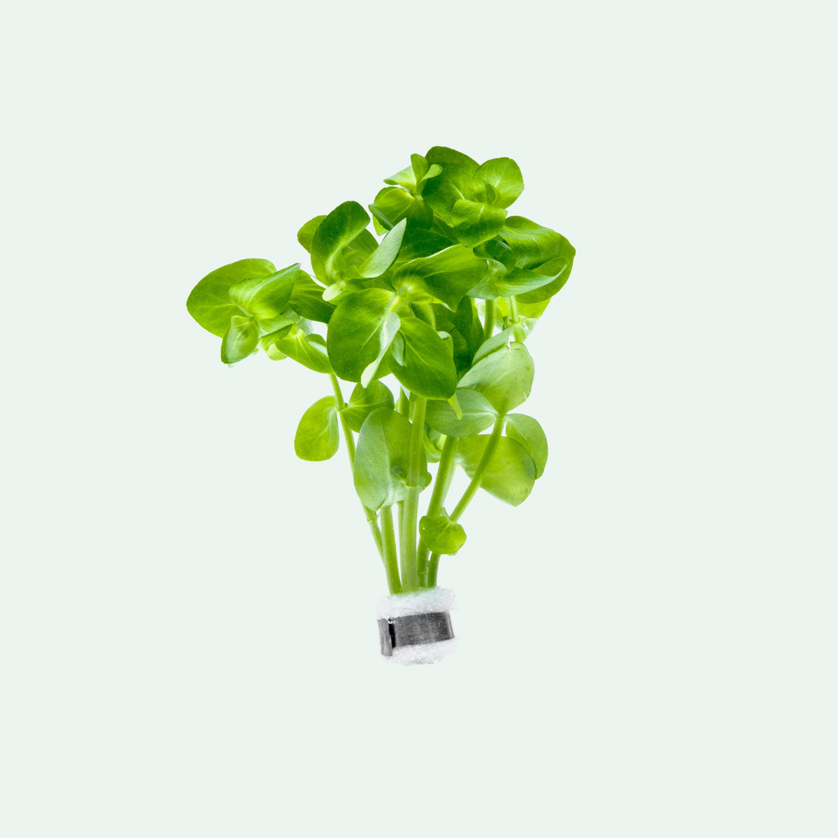 Bacopa Lanigera Live Aquarium Aquatic Plant - Glass Aqua