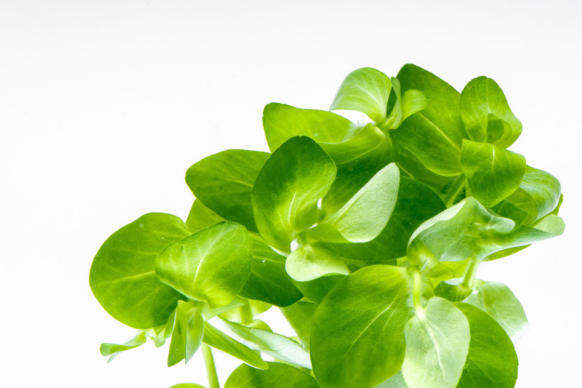 Bacopa Lanigera Live Aquarium Aquatic Plant - Glass Aqua