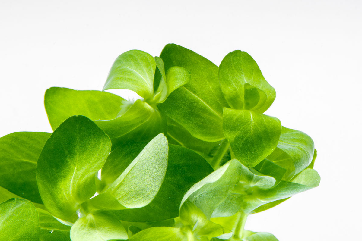 Bacopa Lanigera Live Aquarium Aquatic Plant - Glass Aqua