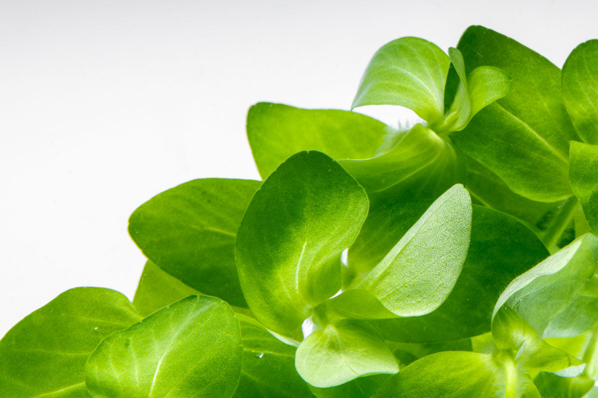 Bacopa Lanigera Live Aquarium Aquatic Plant - Glass Aqua