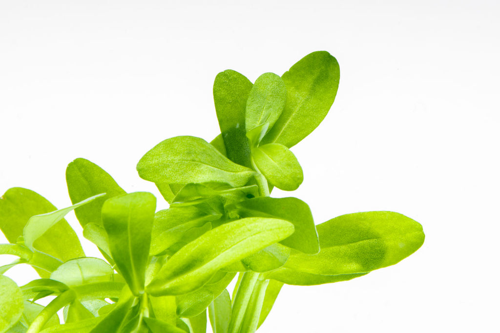 Bacopa Madagascariensis Live Aquarium Aquatic Plant - Glass Aqua