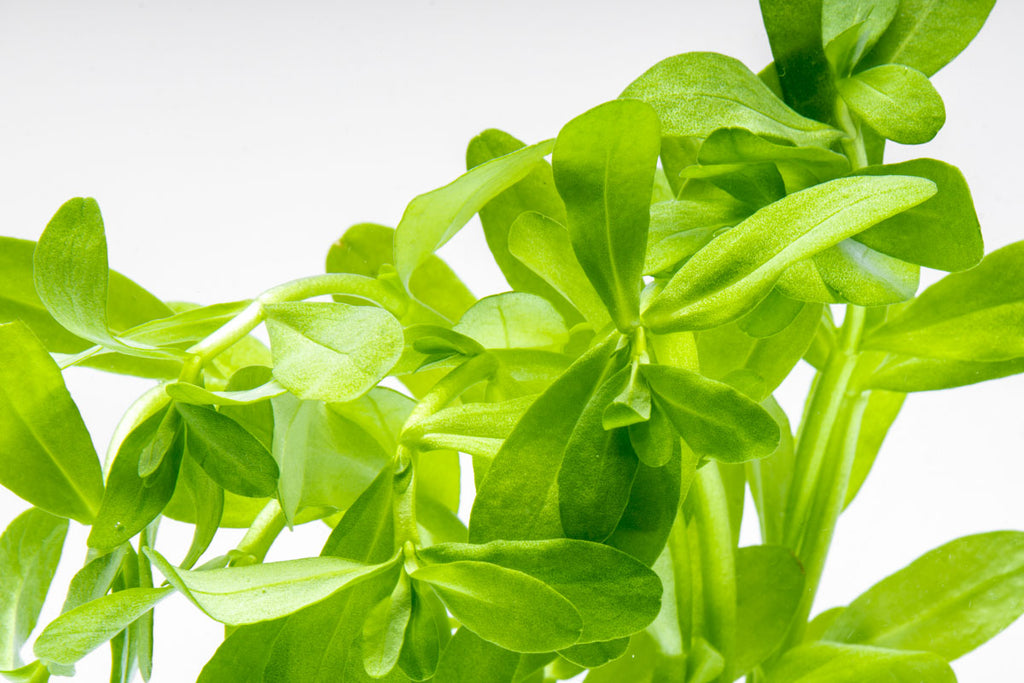 Bacopa Madagascariensis Live Aquarium Aquatic Plant - Glass Aqua