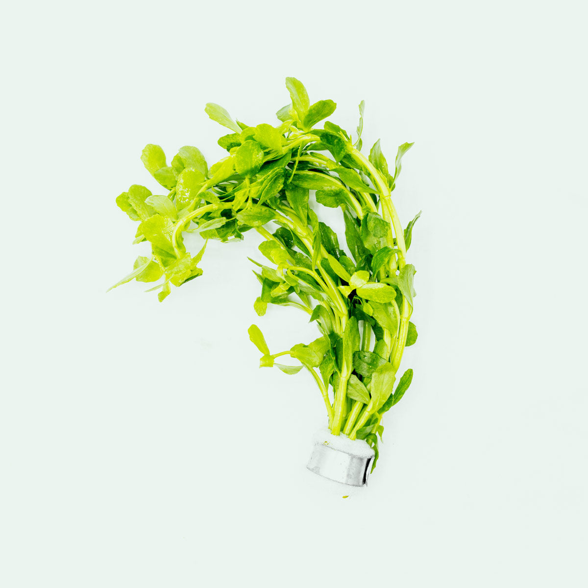Shop Bacopa Monnieri Variegatus Aquatic Plants - Glass Aqua