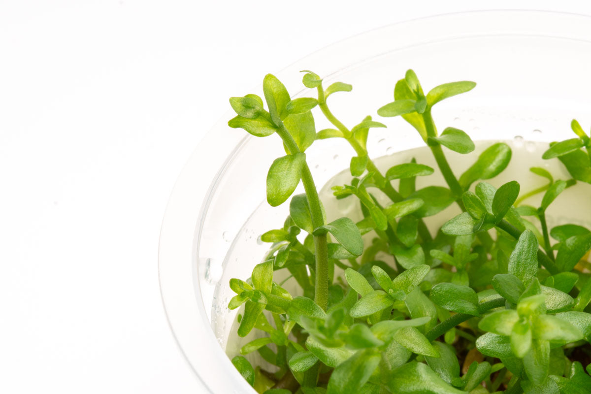 Bacopa Caroliniana Tissue Culture Aquarium Plant for Planted Tank