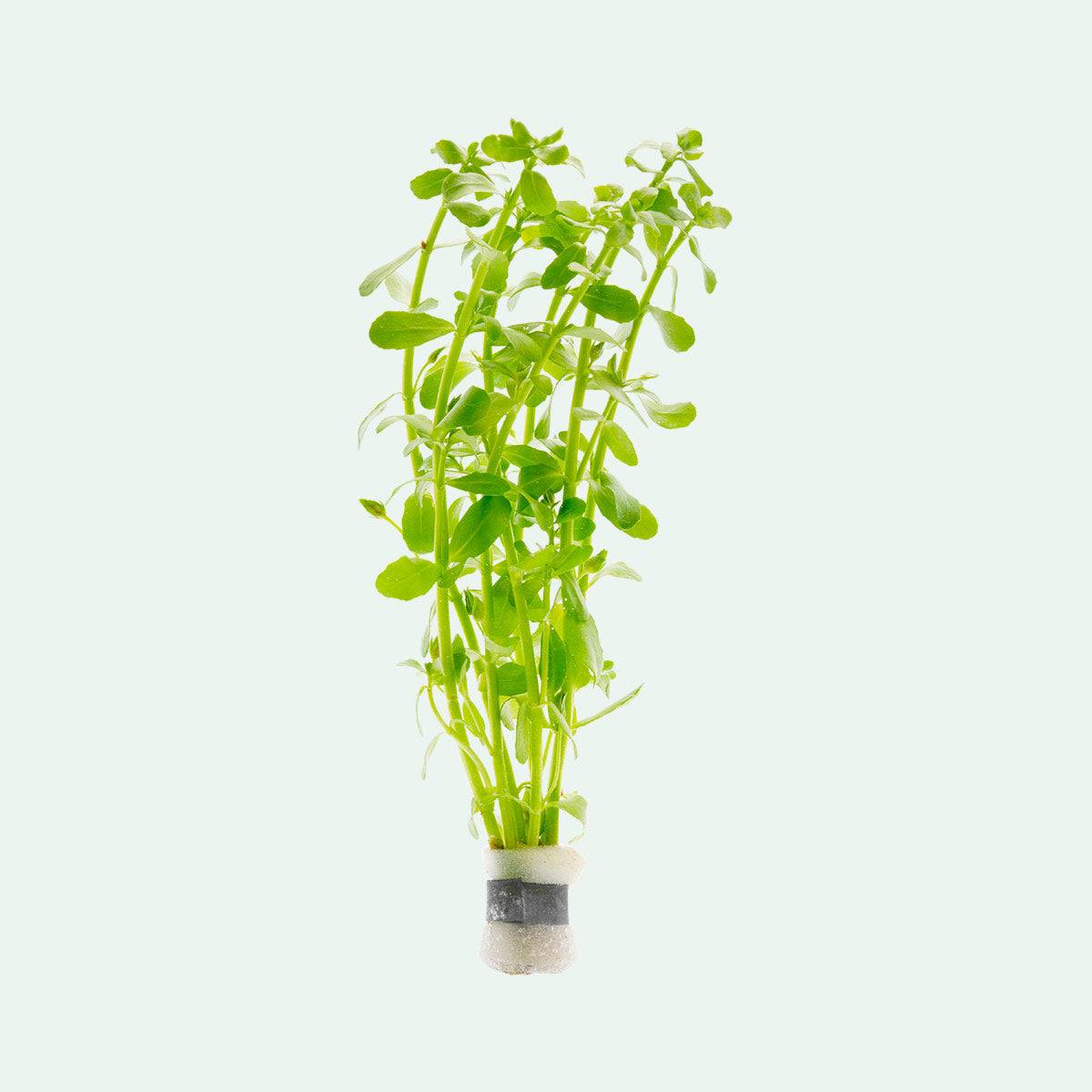 Bacopa Monnieri - Glass Aqua