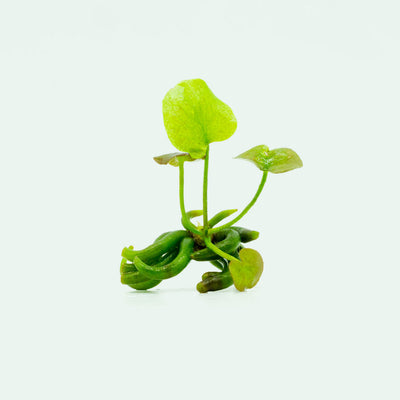 Shop Banana Plant Aquatic Plants - Glass Aqua