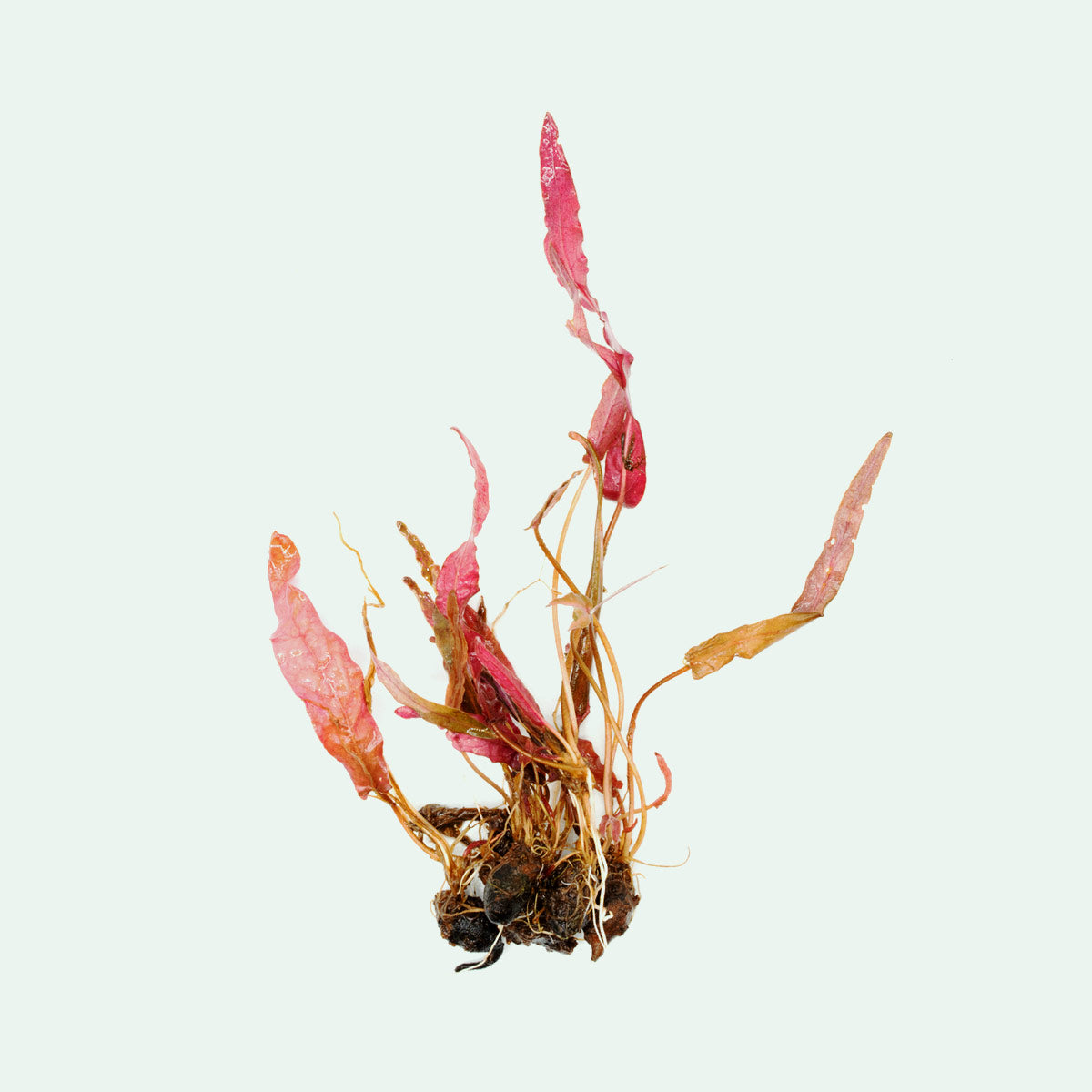 Barclaya Longifolia - Glass Aqua