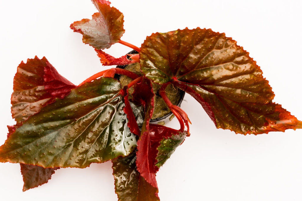 Shop Begonia Arabian Sunset Terrarium Plant - Glass Aqua