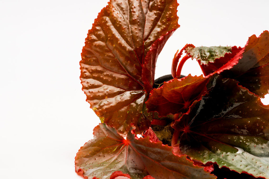 Shop Begonia Arabian Sunset Terrarium Plant - Glass Aqua