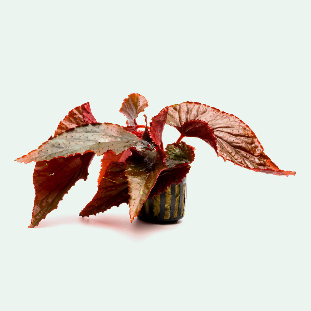 Shop Begonia Arabian Sunset Terrarium Plant - Glass Aqua