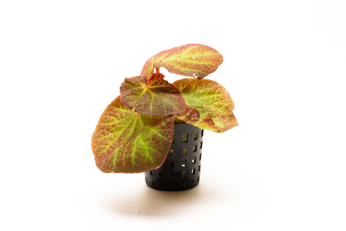 Begonia Soli Mutata Sun Changing Begonia Terrarium House Plant