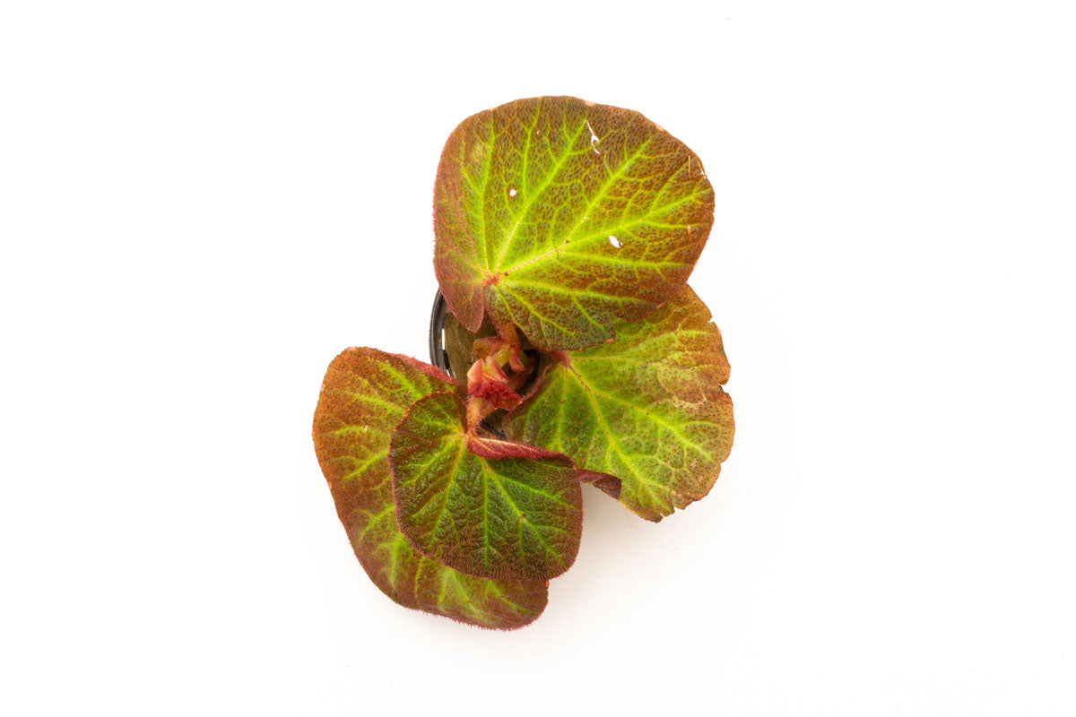 Begonia Soli Mutata Sun Changing Begonia Terrarium House Plant