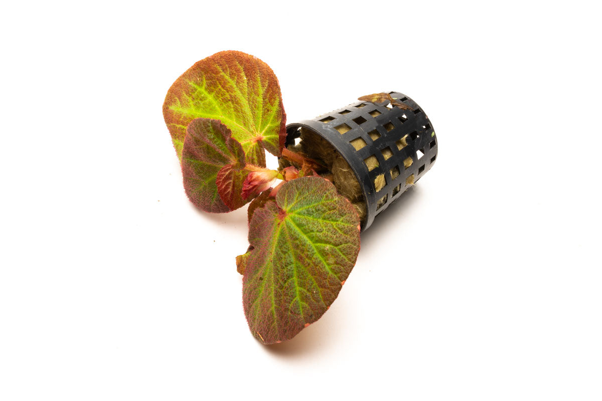 Begonia Soli Mutata Sun Changing Begonia Terrarium House Plant