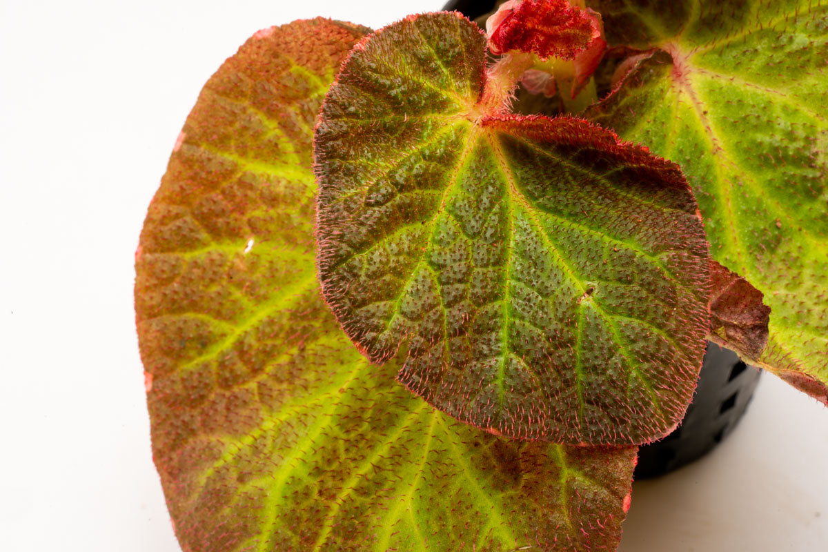Begonia Soli Mutata Sun Changing Begonia Terrarium House Plant