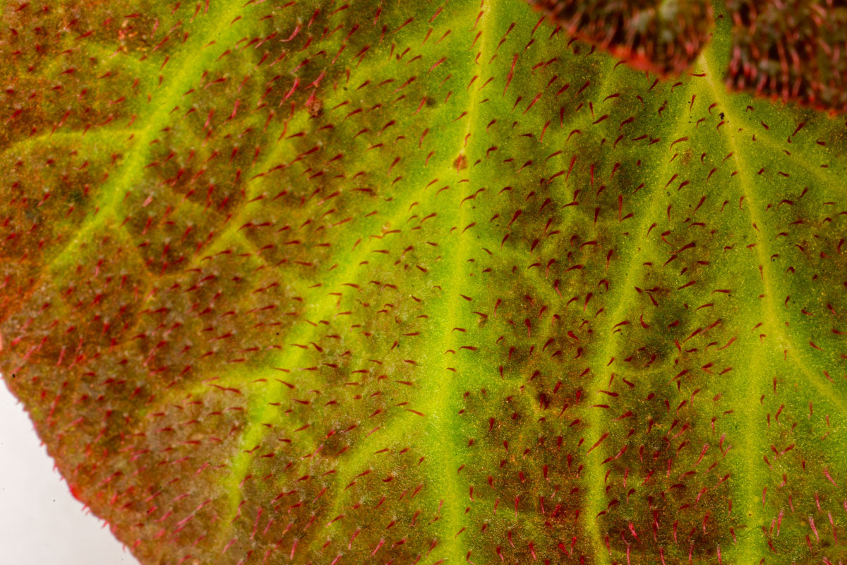 Begonia Soli Mutata Sun Changing Begonia Terrarium House Plant