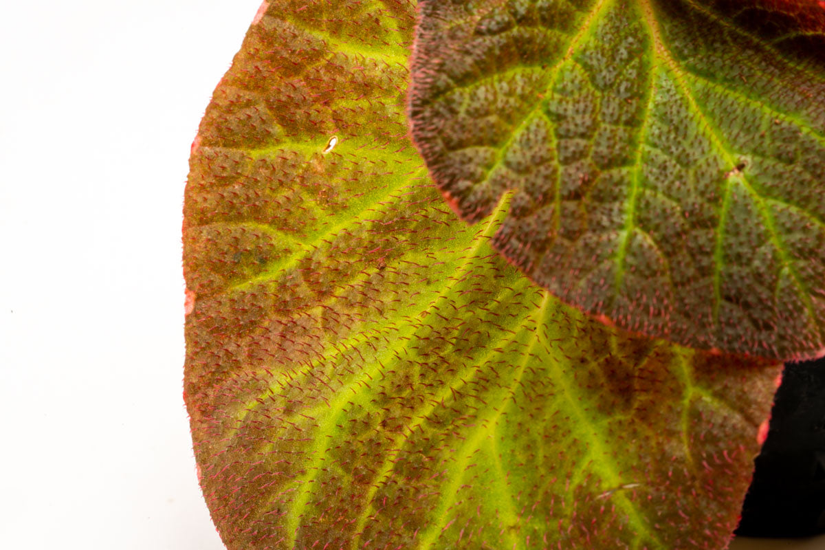 Begonia Soli Mutata Sun Changing Begonia Terrarium House Plant