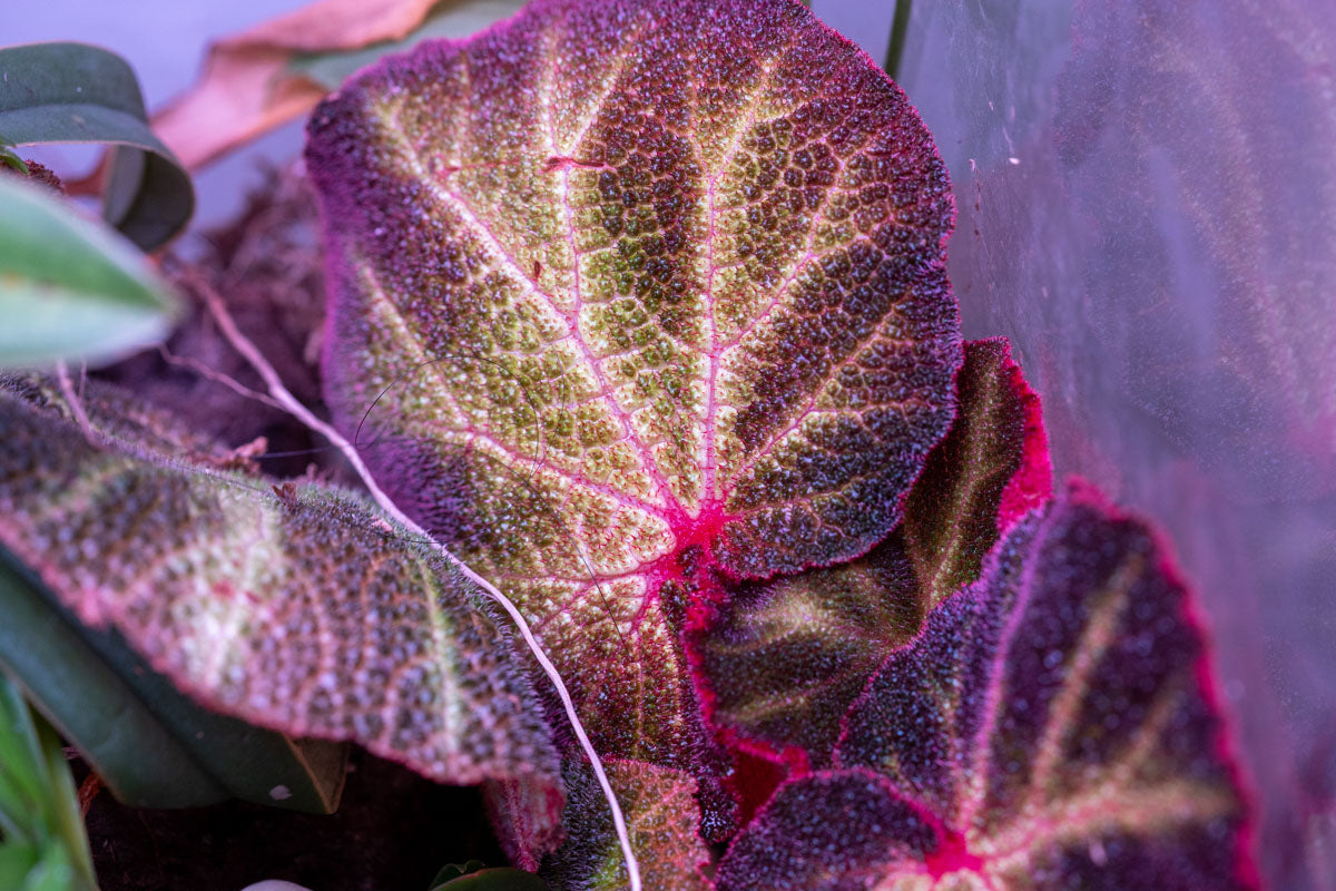 Begonia Soli Mutata Sun Changing Begonia Terrarium House Plant