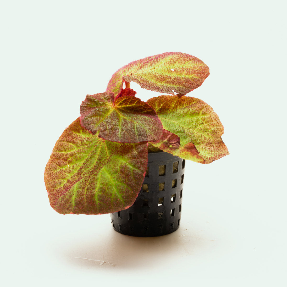 Begonia Soli Mutata Sun Changing Begonia Terrarium House Plant