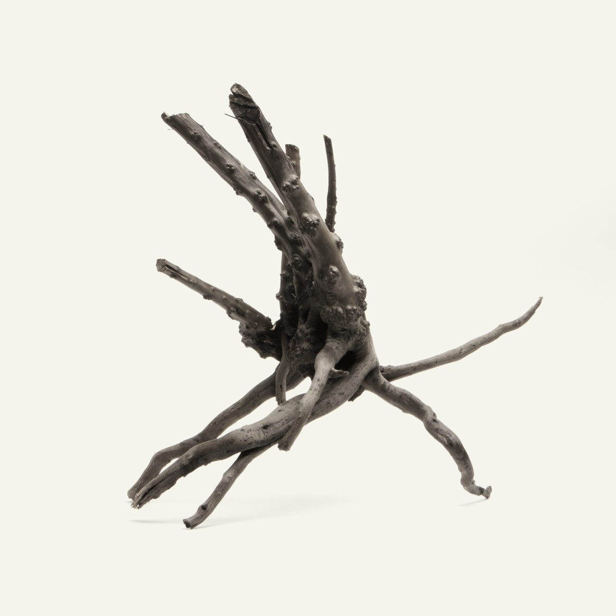 Shop Black Forest Spider Wood Hardscape - Glass Aqua