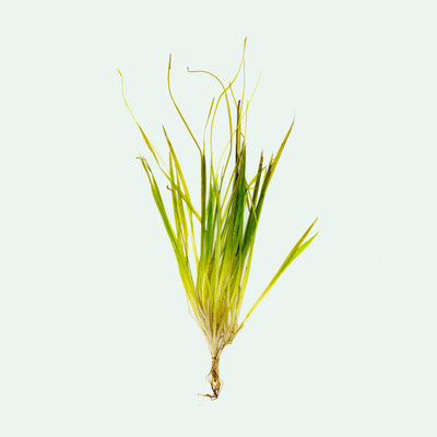 Shop Blyxa Aubertii Aquatic Plants - Glass Aqua