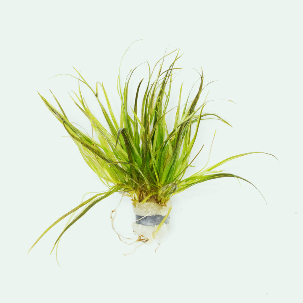 Blyxa Japonica - Live Aquatic Plant | Glass Aqua
