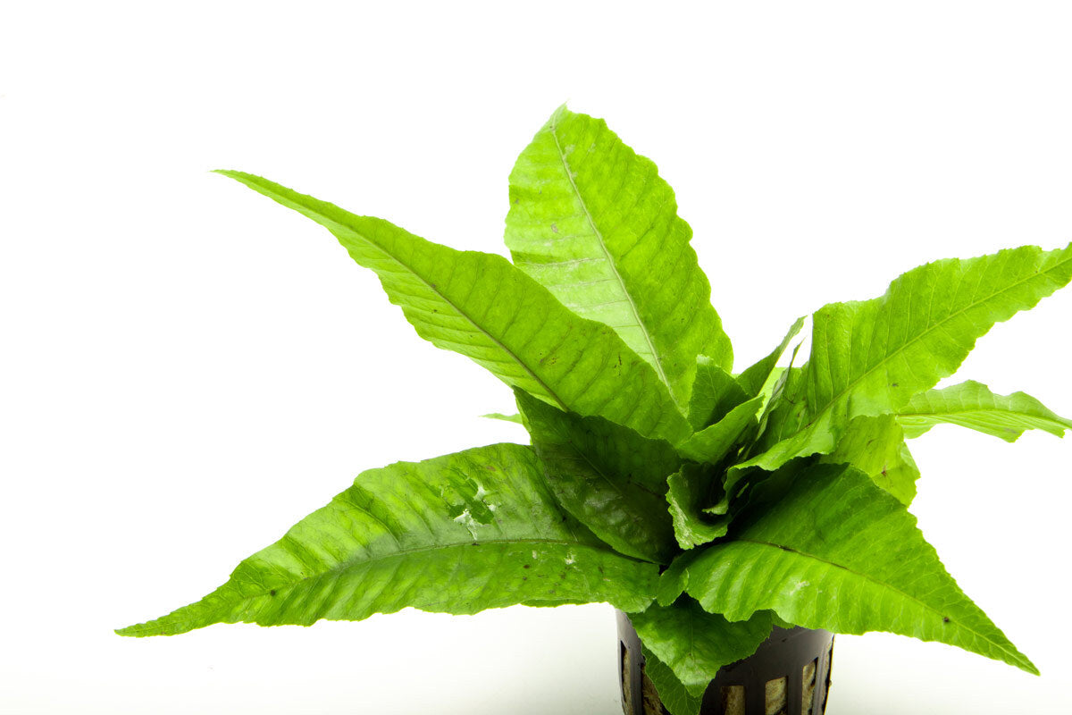 Bolbitis Heteroclita Easy Beginner Aquarium Terrarium Fern Plant 